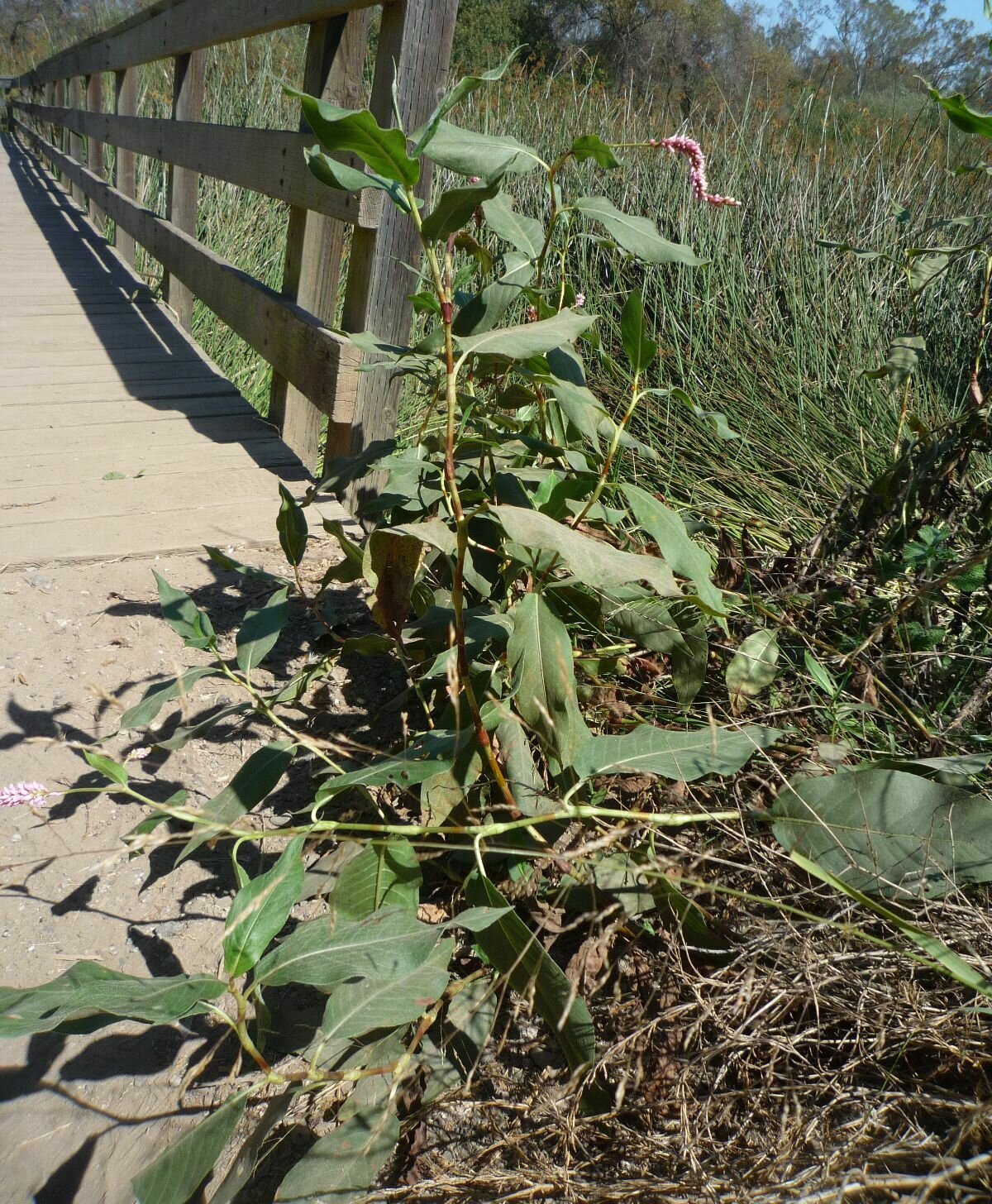 High Resolution Persicaria amphibia Plant